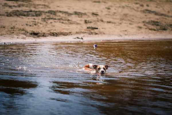 Jack Russell Terrier perro jugando en el agua — Foto de Stock