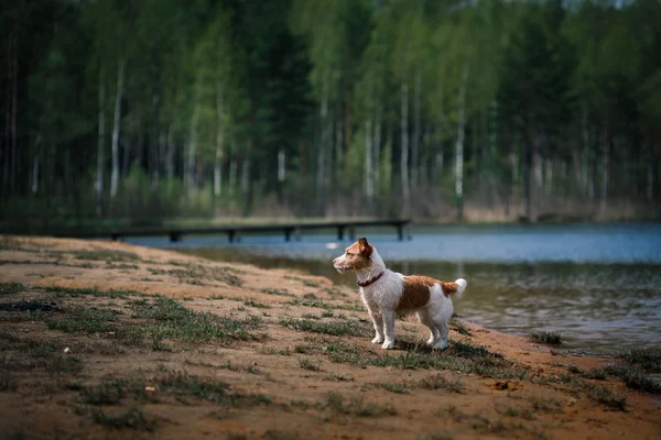 Jack Russell Terrier hund spelar i vatten — Stockfoto