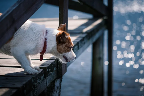 Jack Russell Terrier cão brincando na água — Fotografia de Stock