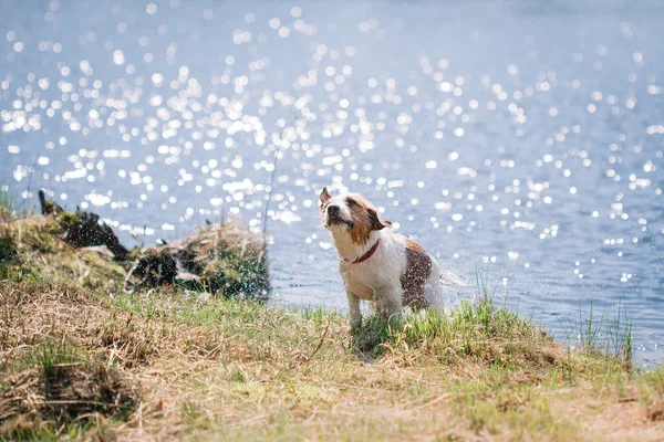 Jack Russell Terrier cão brincando na água — Fotografia de Stock