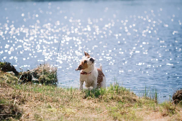 Jack Russell Terrier kutya játszik a vízben — Stock Fotó