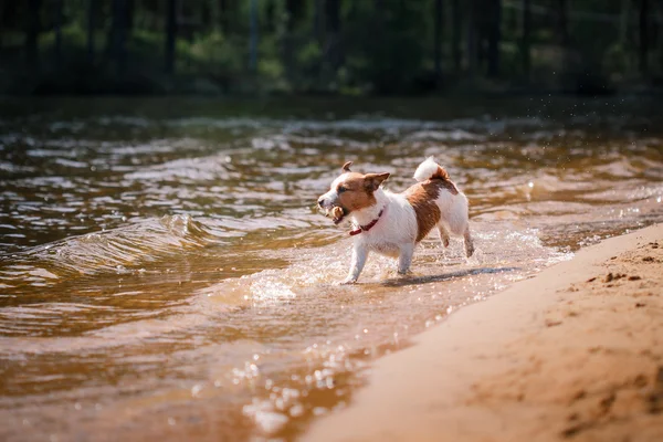 Jack Russell Terrier hund spelar i vatten — Stockfoto