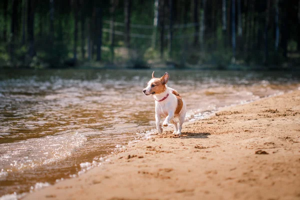 Jack Russell Terrier dog playing in water — Stock Photo, Image