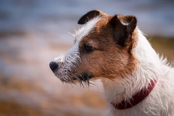Jack Russell Terrier anjing bermain di air — Stok Foto