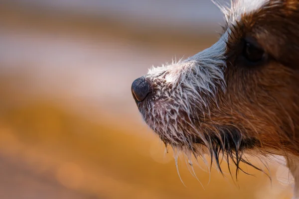 Jack Russell Terrier hond spelen in water — Stockfoto
