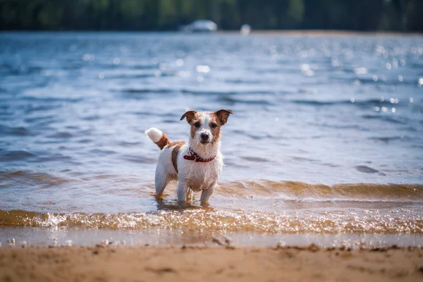 ジャック ラッセル テリア犬の水で遊ぶ — ストック写真