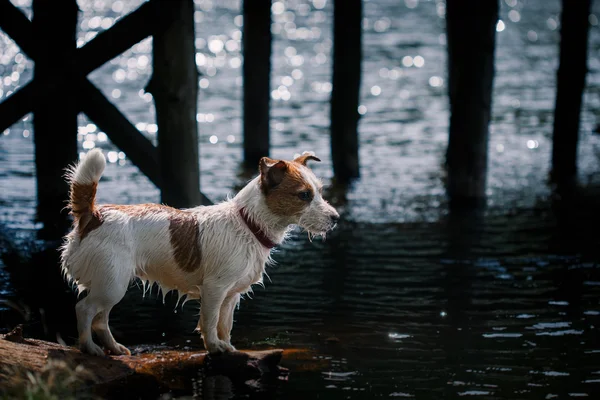 Jack Russell Terrier kutya játszik a vízben — Stock Fotó