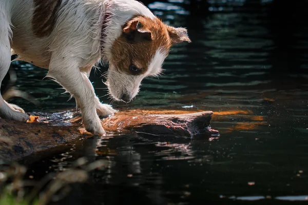 Jack Russell Terrier kutya játszik a vízben — Stock Fotó