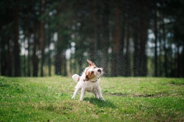 Köpek Jack Russell Terrier üzerinde doğa yürüyüşleri