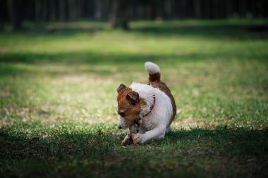 Köpek Jack Russell Terrier üzerinde doğa yürüyüşleri