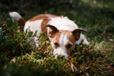 Köpek Jack Russell Terrier üzerinde doğa yürüyüşleri