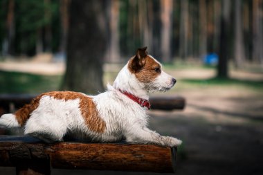 Köpek Jack Russell Terrier üzerinde doğa yürüyüşleri