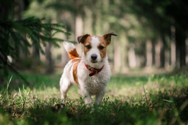 Köpek Jack Russell Terrier üzerinde doğa yürüyüşleri