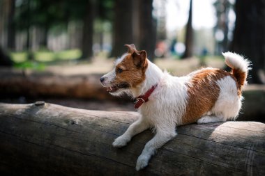 Köpek Jack Russell Terrier üzerinde doğa yürüyüşleri