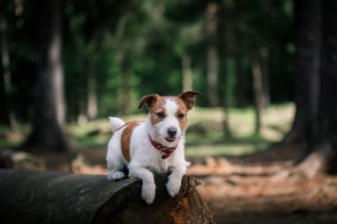 Köpek Jack Russell Terrier üzerinde doğa yürüyüşleri