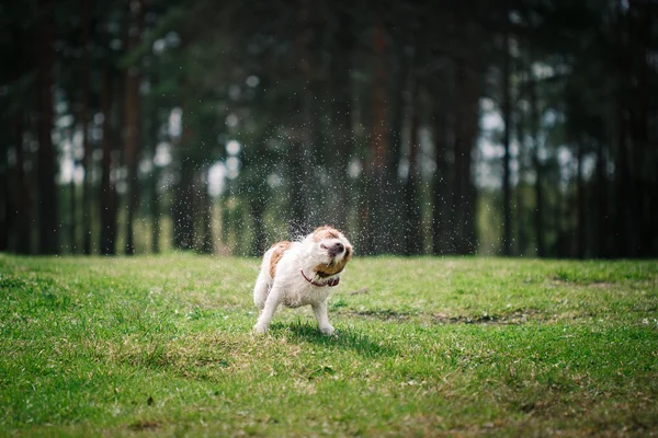 Собака Джек Рассел Терьер гуляет по природе — стоковое фото