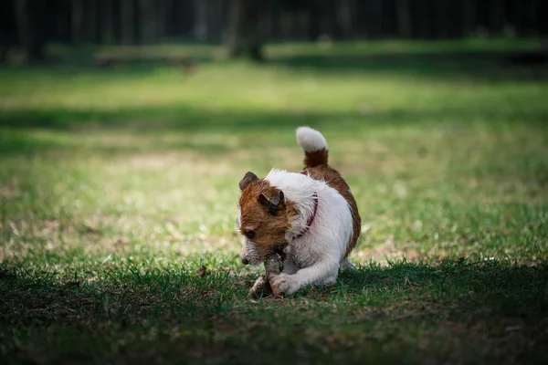 Pes Jack Russell teriér chodí na přírodu — Stock fotografie