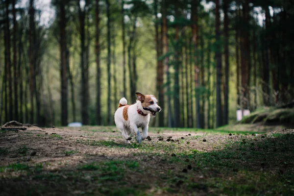 Dog Jack Russell Terrier caminha sobre a natureza — Fotografia de Stock