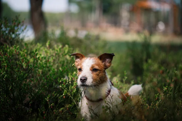 Köpek Jack Russell Terrier üzerinde doğa yürüyüşleri — Stok fotoğraf