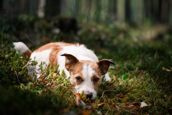 Perro Jack Russell Terrier pasea por la naturaleza — Foto de Stock