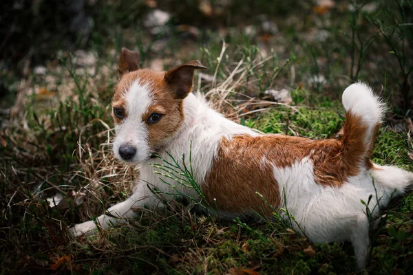 Perro Jack Russell Terrier pasea por la naturaleza — Foto de Stock
