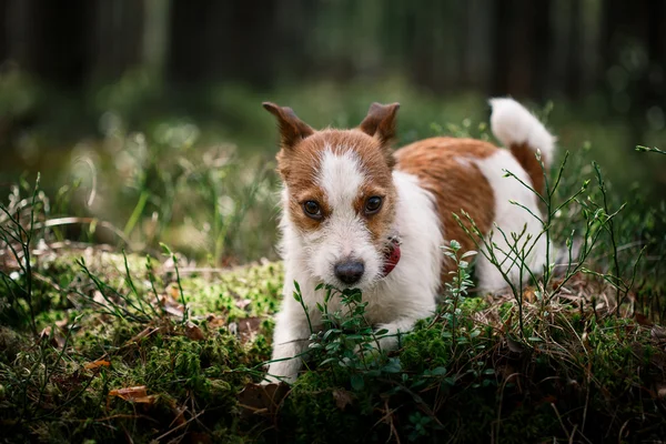 Köpek Jack Russell Terrier üzerinde doğa yürüyüşleri — Stok fotoğraf