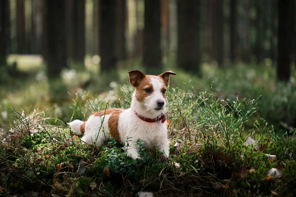 Dog Jack Russell Terrier caminha sobre a natureza — Fotografia de Stock