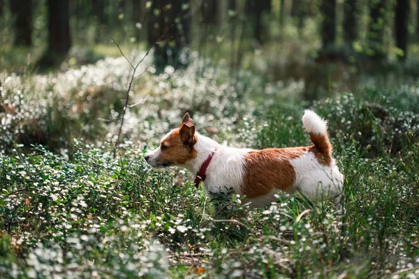 Dog Jack Russell Terrier caminha sobre a natureza — Fotografia de Stock