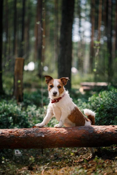 Pes Jack Russell teriér chodí na přírodu — Stock fotografie