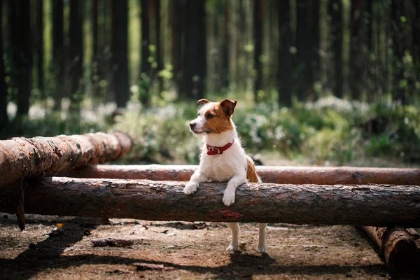 Cane Jack Russell Terrier passeggiate sulla natura — Foto Stock