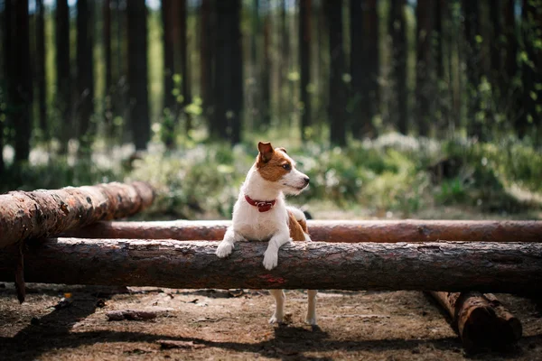 Perro Jack Russell Terrier pasea por la naturaleza —  Fotos de Stock