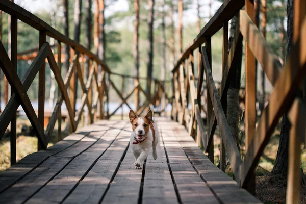 Köpek Jack Russell Terrier üzerinde doğa yürüyüşleri — Stok fotoğraf