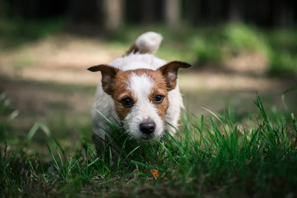 Köpek Jack Russell Terrier üzerinde doğa yürüyüşleri — Stok fotoğraf