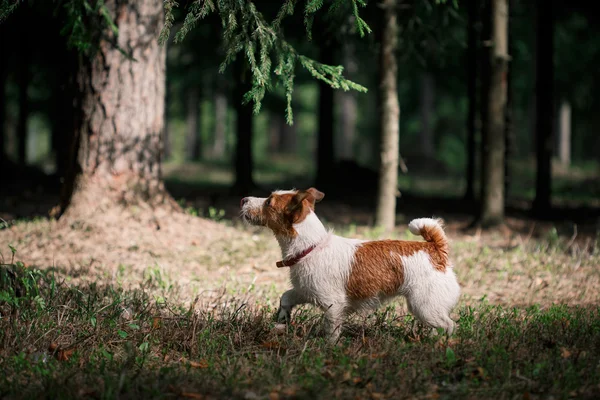 Köpek Jack Russell Terrier üzerinde doğa yürüyüşleri — Stok fotoğraf