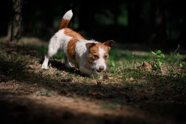 Hund Jack Russell Terrier går på natur — Stockfoto