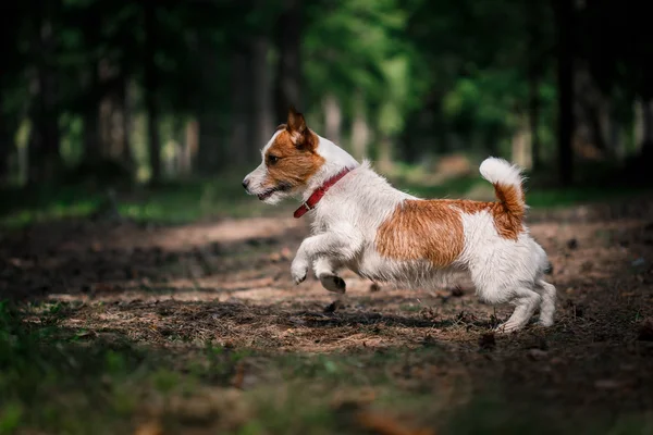 Dog Jack Russell Terrier caminha sobre a natureza — Fotografia de Stock