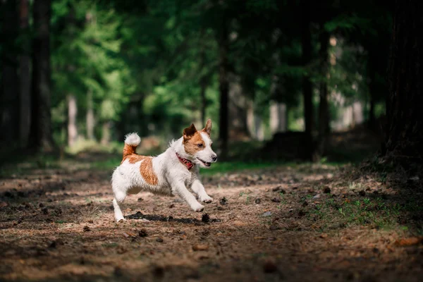 Dog Jack Russell Terrier caminha sobre a natureza — Fotografia de Stock