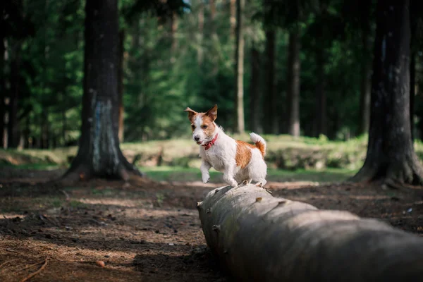 Köpek Jack Russell Terrier üzerinde doğa yürüyüşleri — Stok fotoğraf