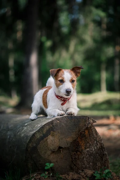 Dog Jack Russell Terrier caminha sobre a natureza — Fotografia de Stock