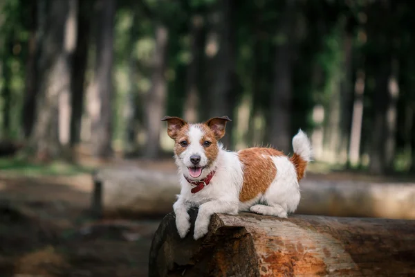 Hund Jack Russell Terrier geht in der Natur spazieren — Stockfoto