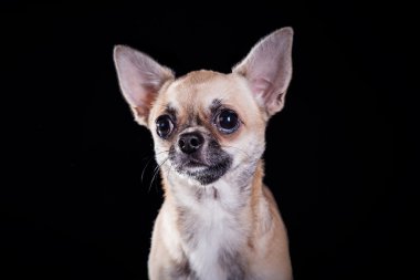 Bahar çiçekli ağaç 