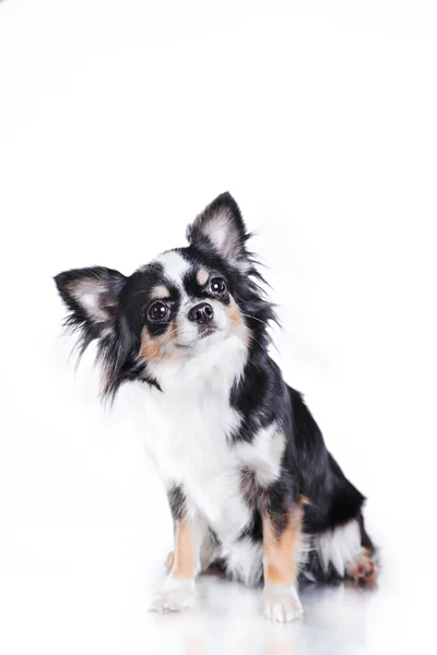 Chihuahua-Hund — Stockfoto