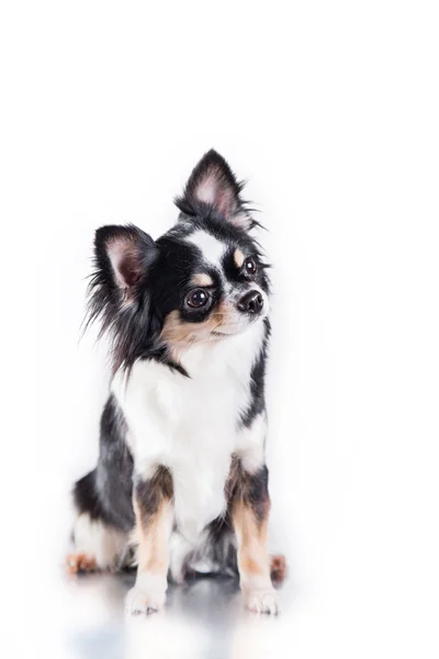 Chihuahua-Hund — Stockfoto