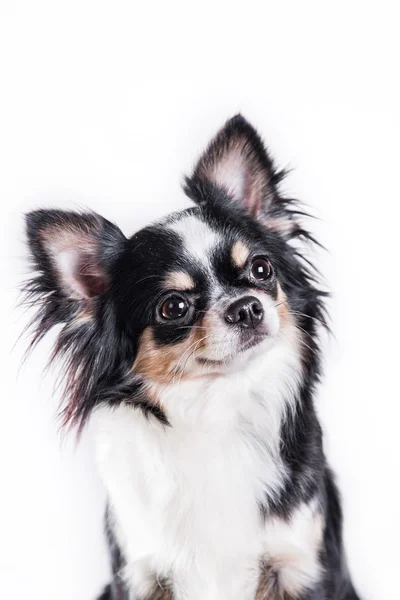 Pes Chihuahua — Stock fotografie