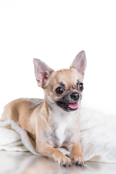 Chihuahua dog — Stock Photo, Image