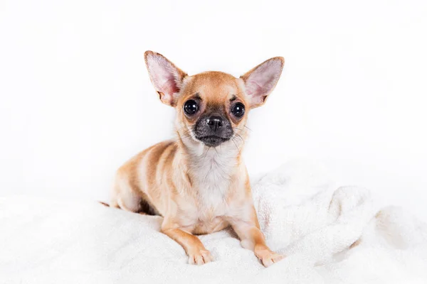 Cane chihuahua — Foto Stock