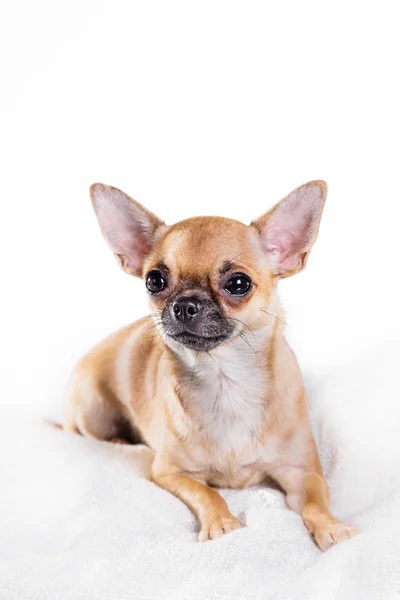 Chihuahua-Hund — Stockfoto