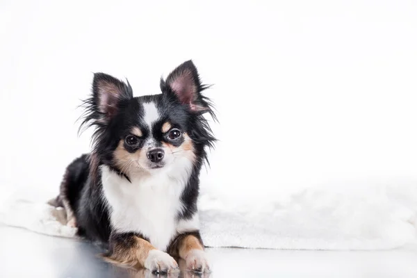 Chihuahua cão — Fotografia de Stock