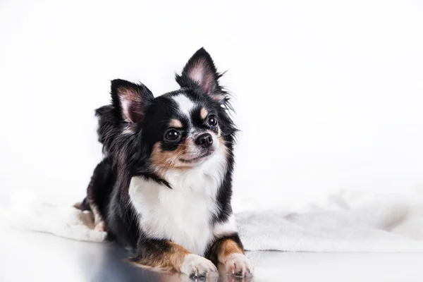 Chihuahua dog — Stock Photo, Image