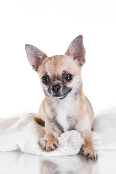 Chihuahua cão — Fotografia de Stock